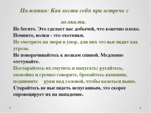 По Пыть-Яху бегают волки