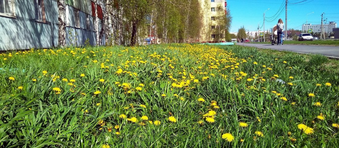 Время одуванчиков