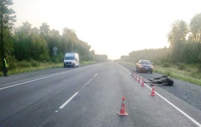 В Нефтеюганском районе лось стал причиной серьезного ДТП В Нефтеюганском районе лось стал причиной серьезного ДТП