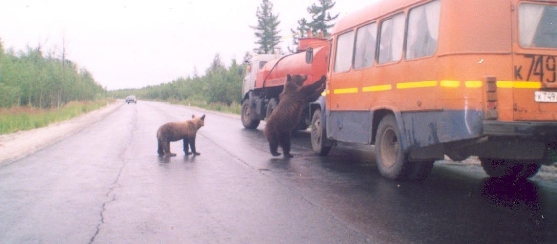 Осторожно, медведи! 