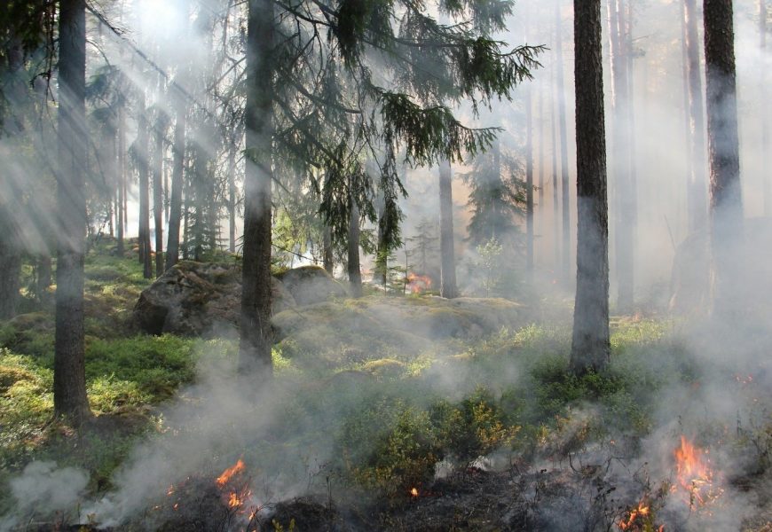 В лесах Югры установили пожароопасный период