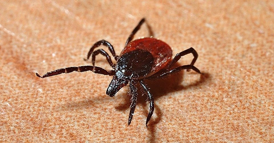 В Югре появился первый пострадавший от клеща