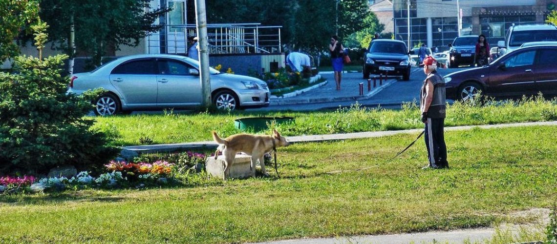 Россиянам в пьяном виде запретят выгуливать животных