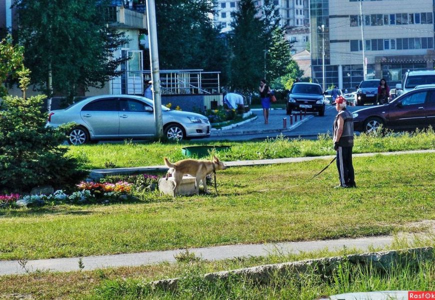 Россиянам в пьяном виде запретят выгуливать животных
