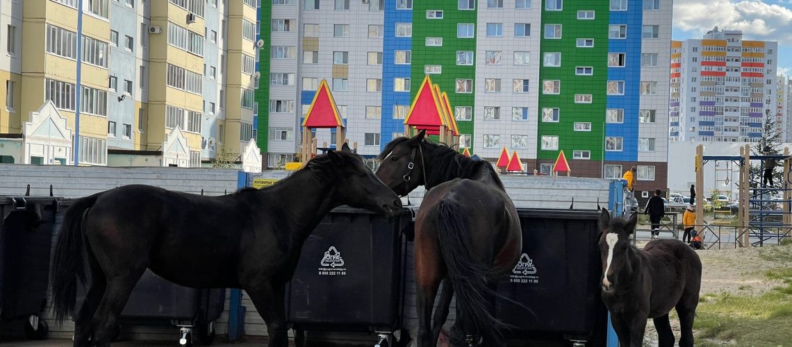 Нефтеюганцы переживают за судьбу беспризорных лошадей