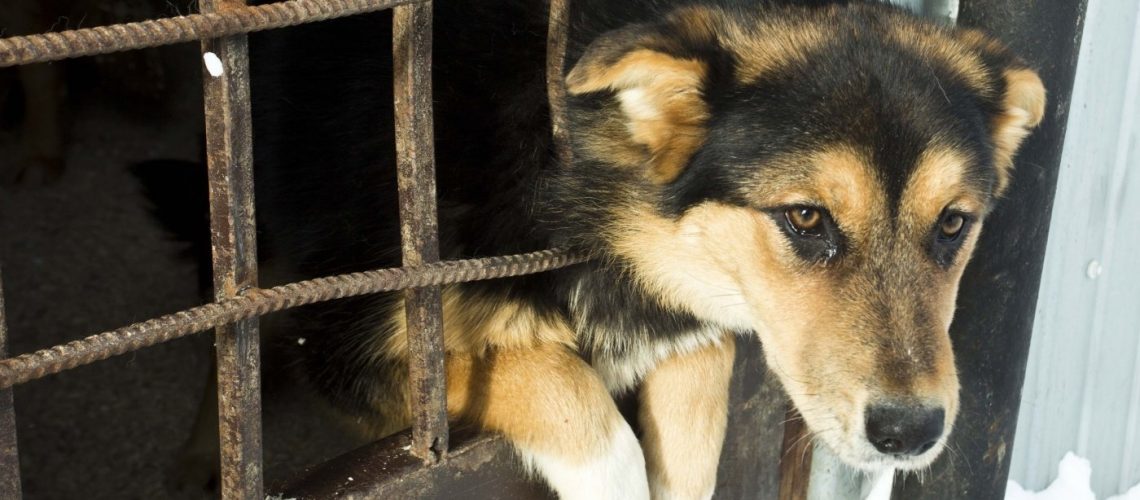 За выброшенных и оставленных без присмотра домашних питомцев хозяев будут штрафовать