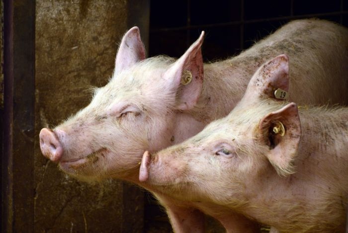 Ветслужба Югры уничтожит заболевших чумой свиней до 23 ноября