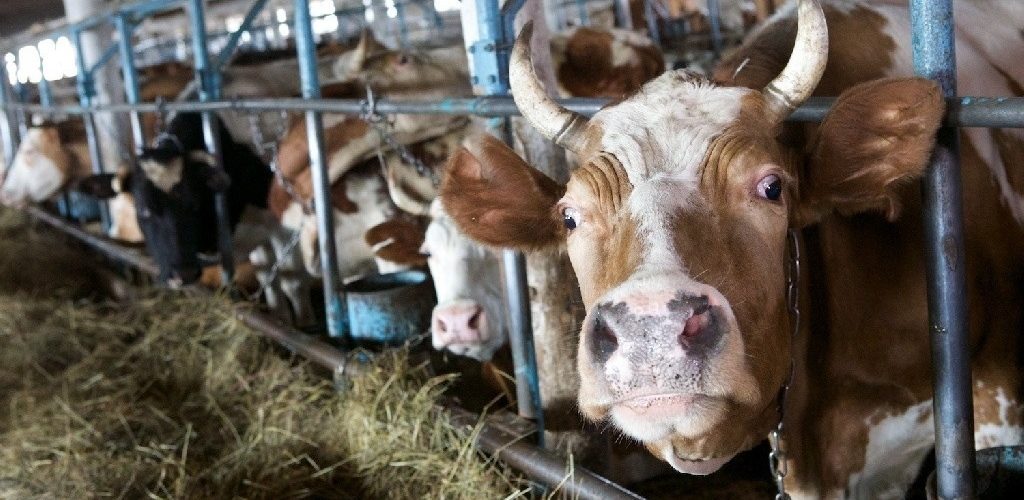 Югорские сельхозпроизводители получат дополнительную поддержку государства