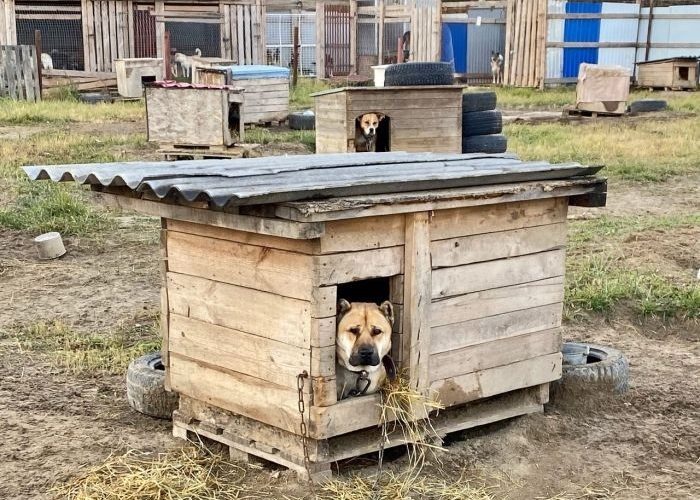 В ХМАО выпущенных на самовыгул собак отправят в приют
