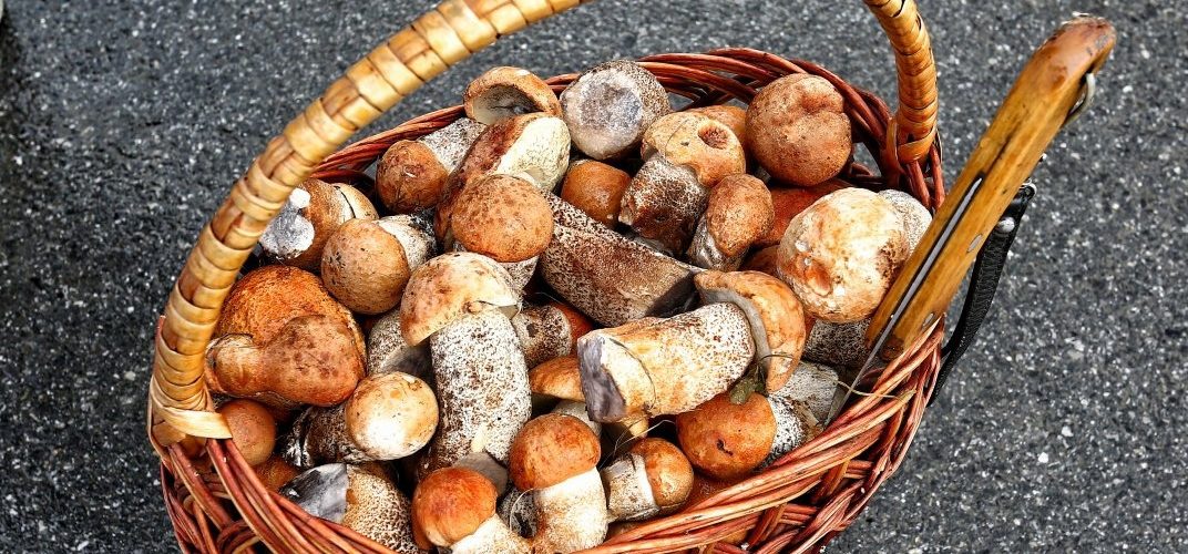 В Югре начался сезон тихой охоты