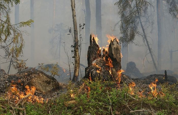 Все лесные пожары в Югре потушены