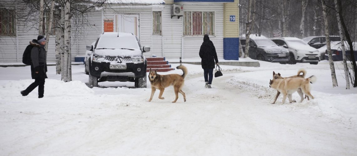 Бездомные животные через полгода станут собственностью муниципалитетов Югры
