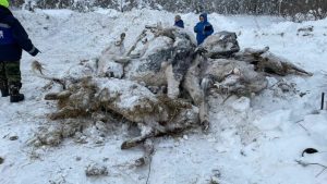 В ХМАО зоозащитники нашли ферму со свалкой мертвых коров