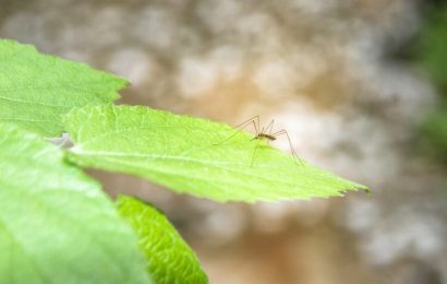 В Югре предсказали раннее нашествие комаров из-за необычной зимы
