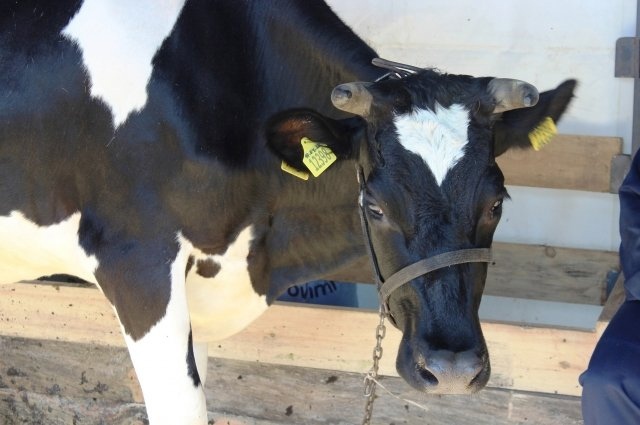 В Югре ветеринары обнаружили лейкоз у 24 коров