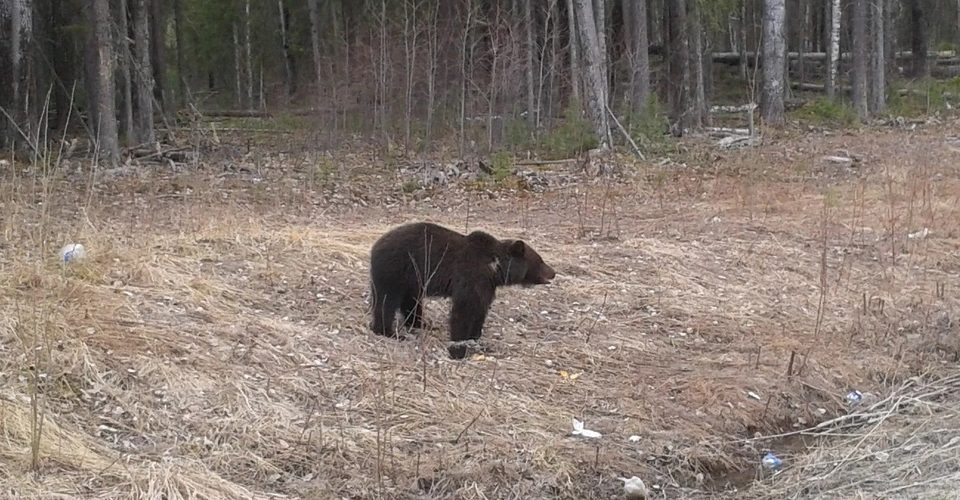 В ХМАО медведи с медвежатами бродят по кладбищу