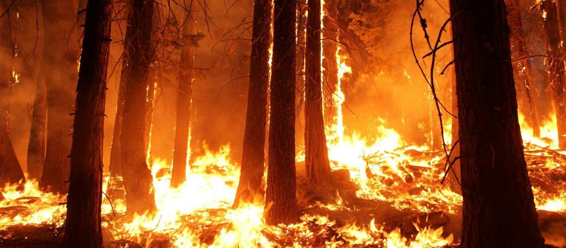 Полыхают леса. В ХМАО выросло число пожаров за сутки
