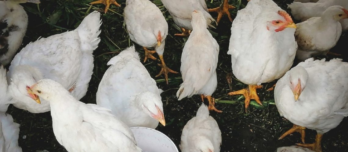 В Югре чайки стали переносчиками птичьего гриппа