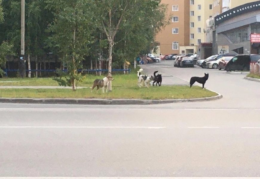 ‌‌В ХМАО с начала 2023 года зарегистрировано 11 случаев бешенства животных