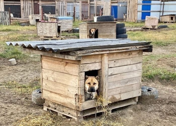 В Югре эксперты обсудили проблему бездомных животных