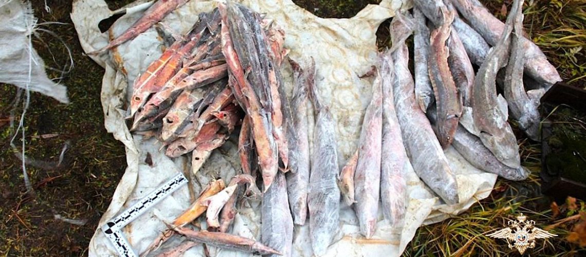 В Югре поймали браконьера, «нарыбачившего» на 11 миллионов рублей