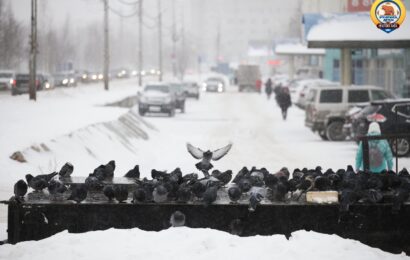 Российская компания создала голубей-биодронов