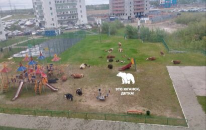 Ветеринары Югры защитили скот от опасного вируса