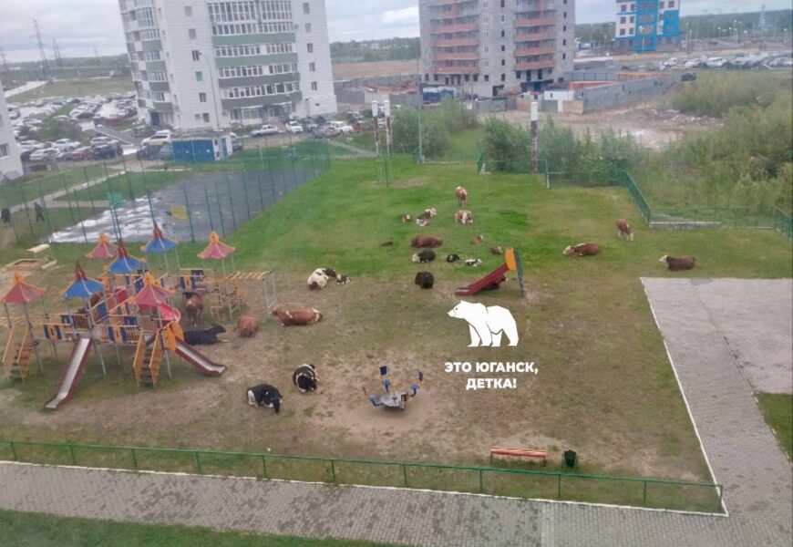 Ветеринары Югры защитили скот от опасного вируса