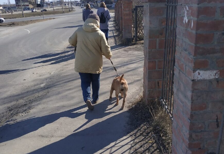В России может появится «налог» на питомцев
